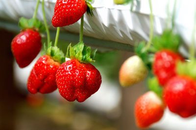 Genting Strawberry Leisure Farm, Genting Highlands